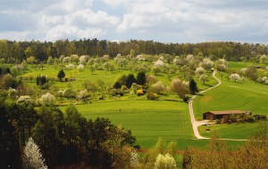 Typische Streuobstwiese der Region