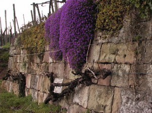 Bewachsene Trockenmauer