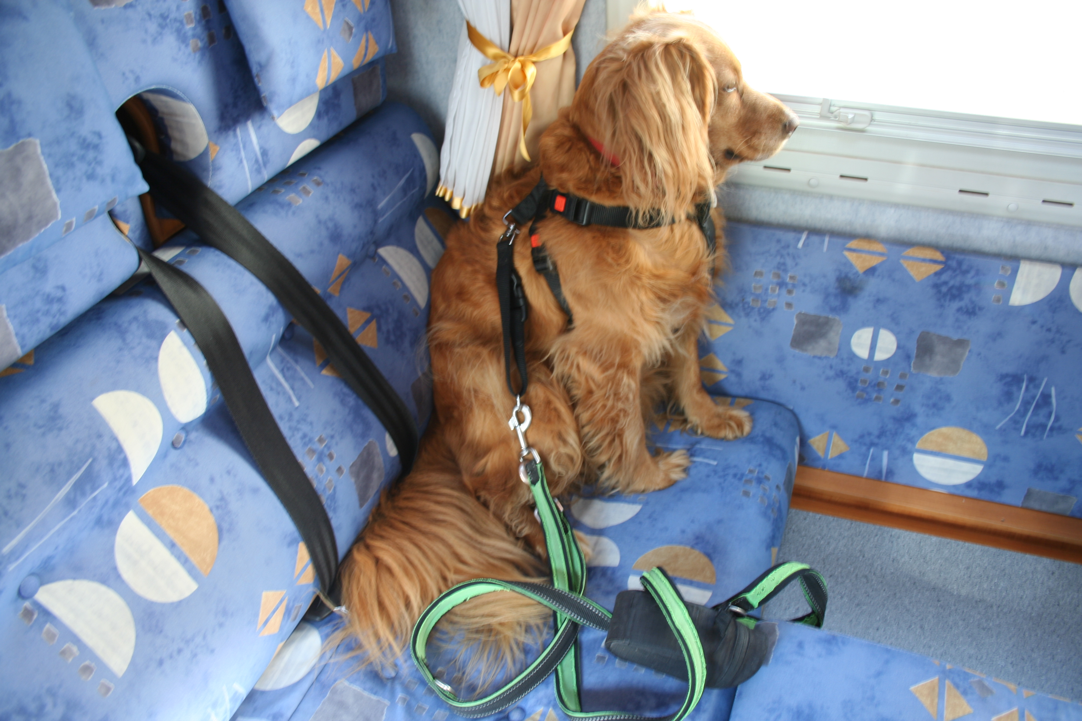 Bitte anschnallen Der Hund im Wohnmobil WomoFotoHundewww mit