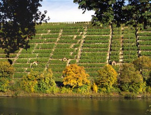 Trockenmauer Cannstatt