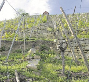 Trockenmauer Esslingen