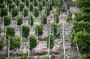 Trockenmauer Esslingen Stuttgarter Nachrichten